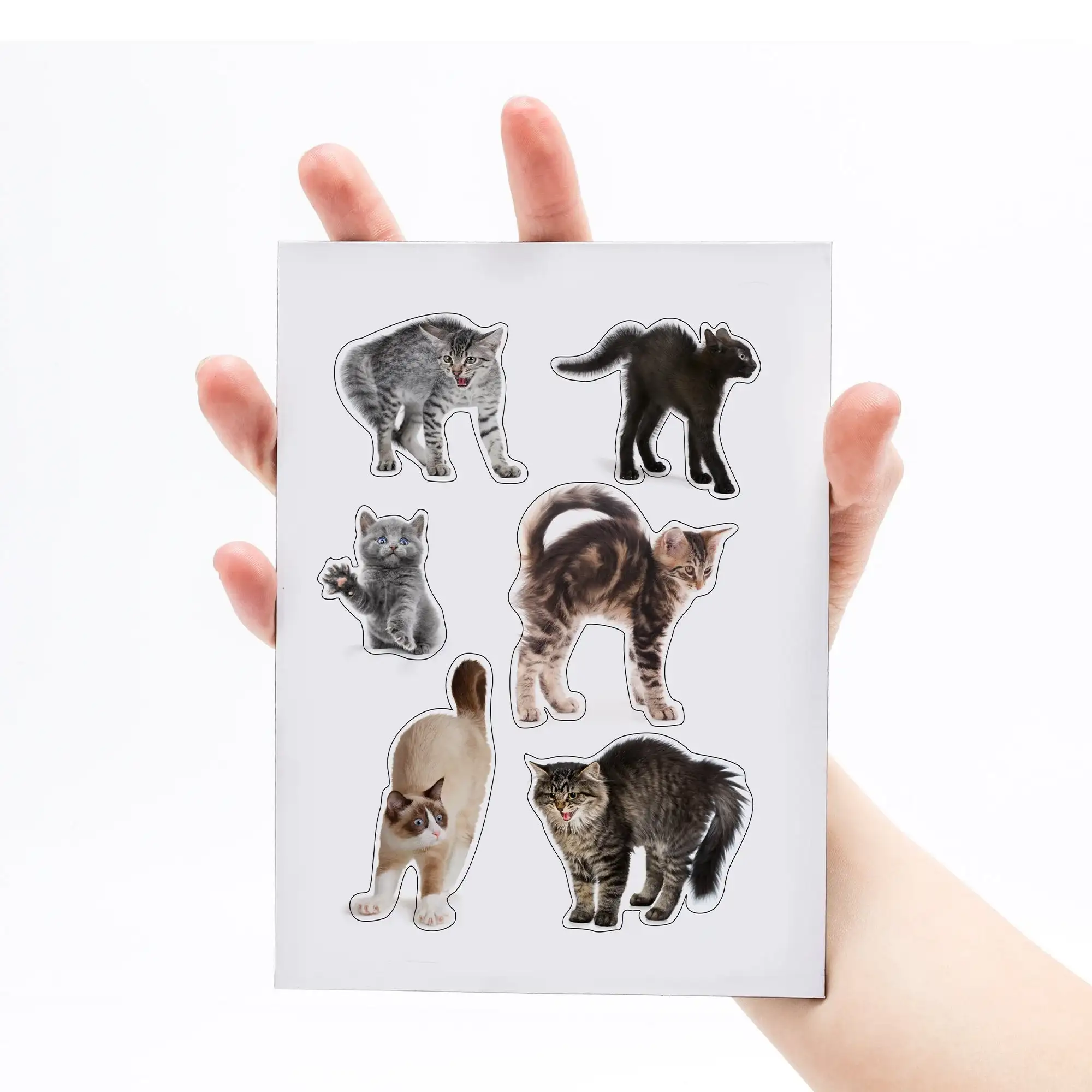 Scaredy Cat Fridge Magnets - Image 6
